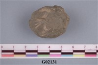 藏品(藤壺)的圖片